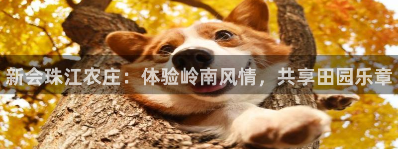 天辰娱乐入口