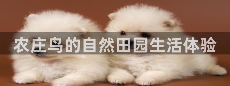 南充天辰娱乐